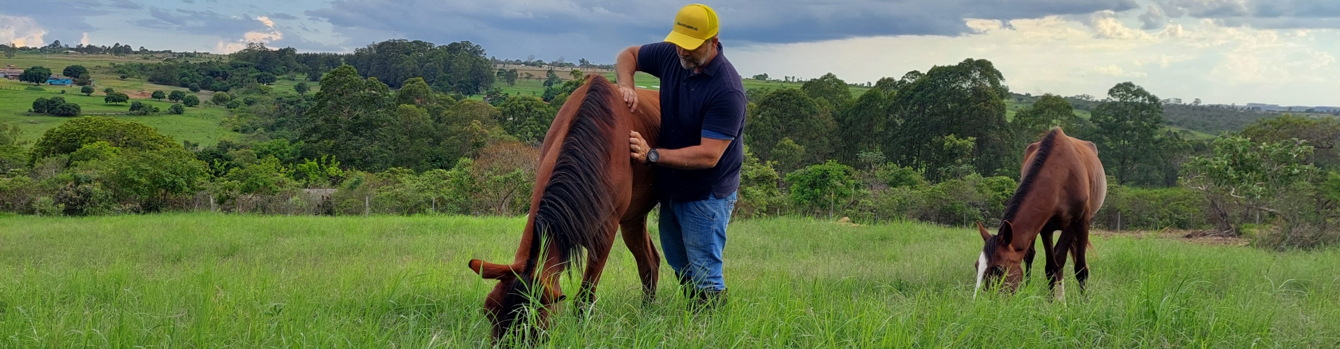 Capim indicado para cavalos, como Cynodon dactylon Barenbrug, ideal para pastagem, feno e pré-secado, com fácil estabelecimento e alta qualidade.