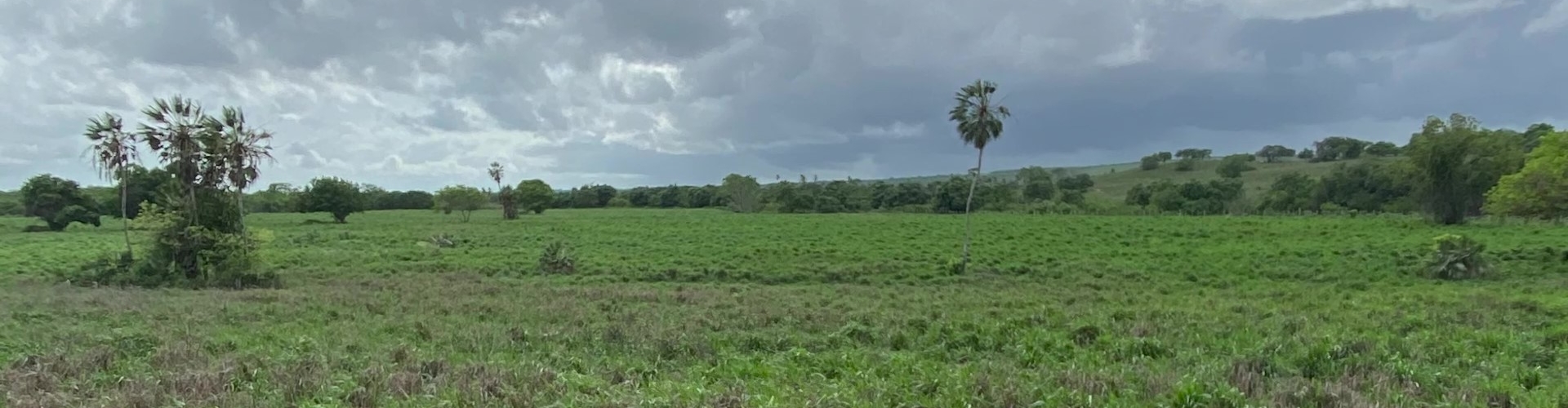 Respostas às dúvidas mais comuns sobre o cultivo e manejo da Brachiaria híbrida cv. Mulato II, forrageira recomendada para solos de média a alta fertilidade.
