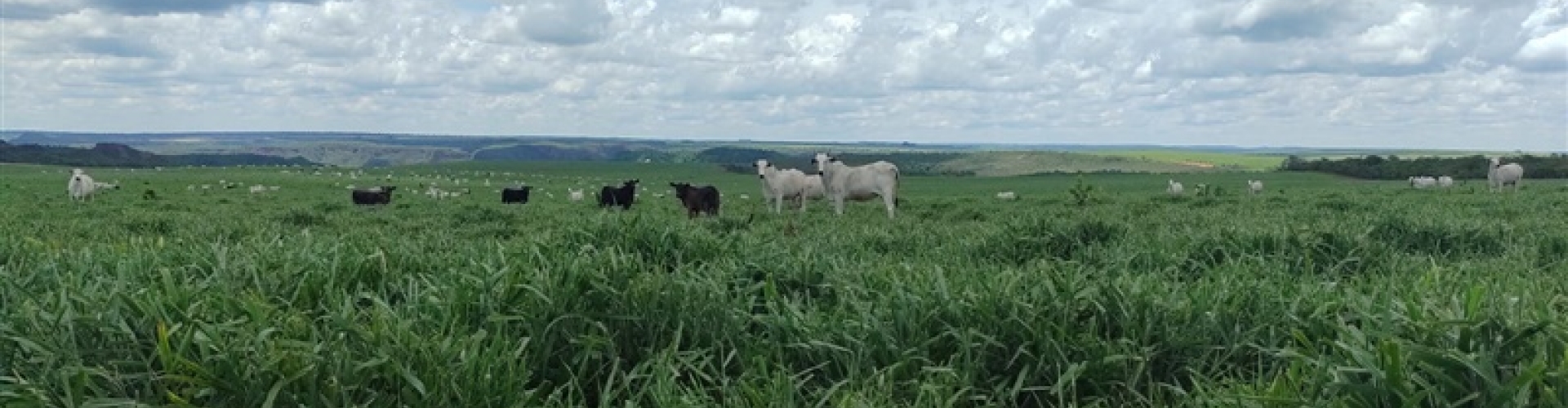 Pecuarista do Mato Grosso utiliza Brachiaria híbrida cv. Mulato II há seis anos com ótimos resultados em produtividade e renovação de pasto.