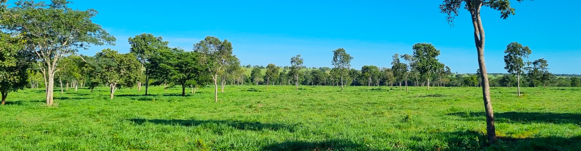 Diferença entre forrageiras dos gêneros Panicum e Brachiaria para produção pecuária, com opções de cultivares da Barenbrug.