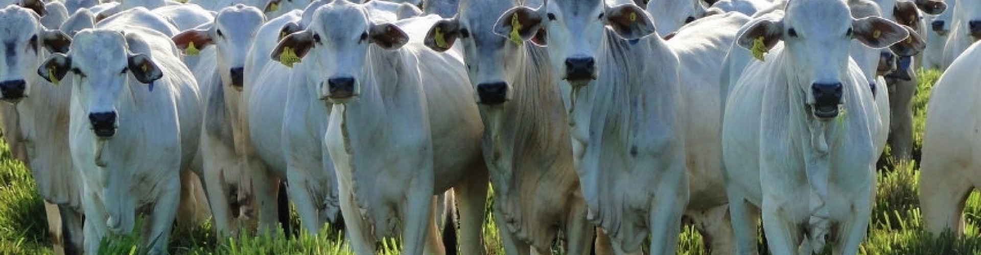 Técnicas de ajuste de taxa de lotação para otimizar a produção animal em pastagens durante a estação chuvosa.