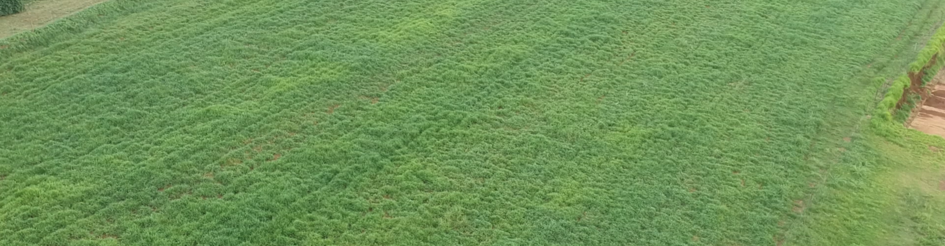 Produtor mineiro comprova eficiência do novo cultivar Cayana