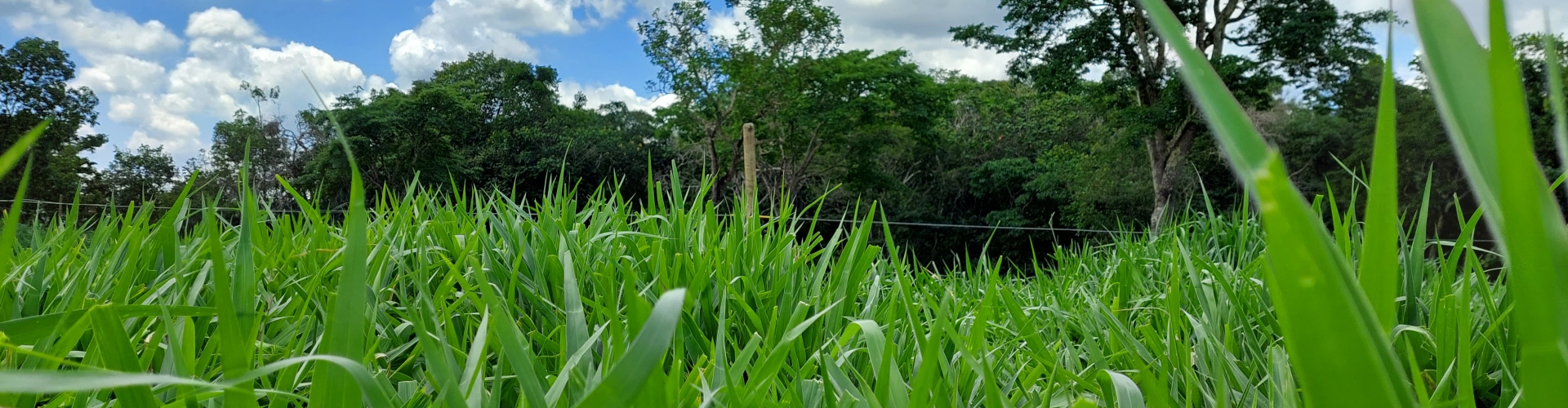 Licenciamento da Brachiaria híbrida cv. Cayana pela Barenbrug para o mercado brasileiro a partir da safra 23.24.
