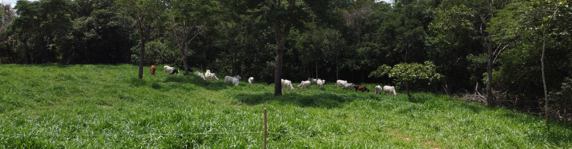 Perguntas frequentes sobre o Brachiaria híbrida cv. Cayana, abordando taxa de semeadura, resistência à seca, fertilidade do solo e mais.
