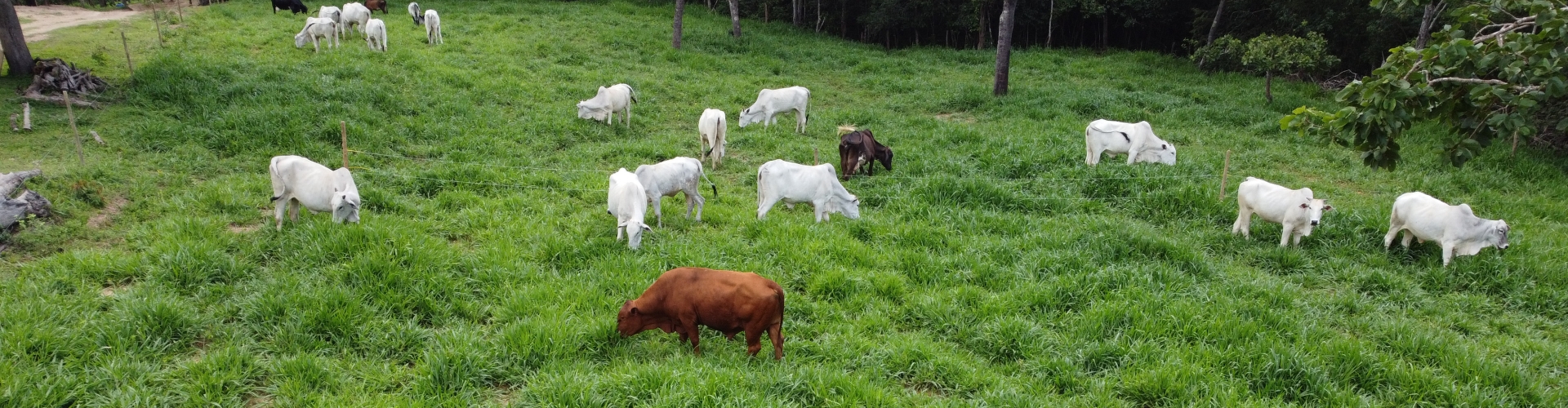 Agropecuarista confirma alta produtividade e rápida recuperação do cultivar Cayana, da Barenbrug, durante o período de seca.