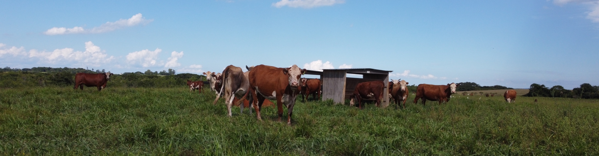 Sementes de pasto com alta tecnologia aumentam a produtividade da pastagem, promovendo maior retorno econômico e melhor rentabilidade ao produtor.