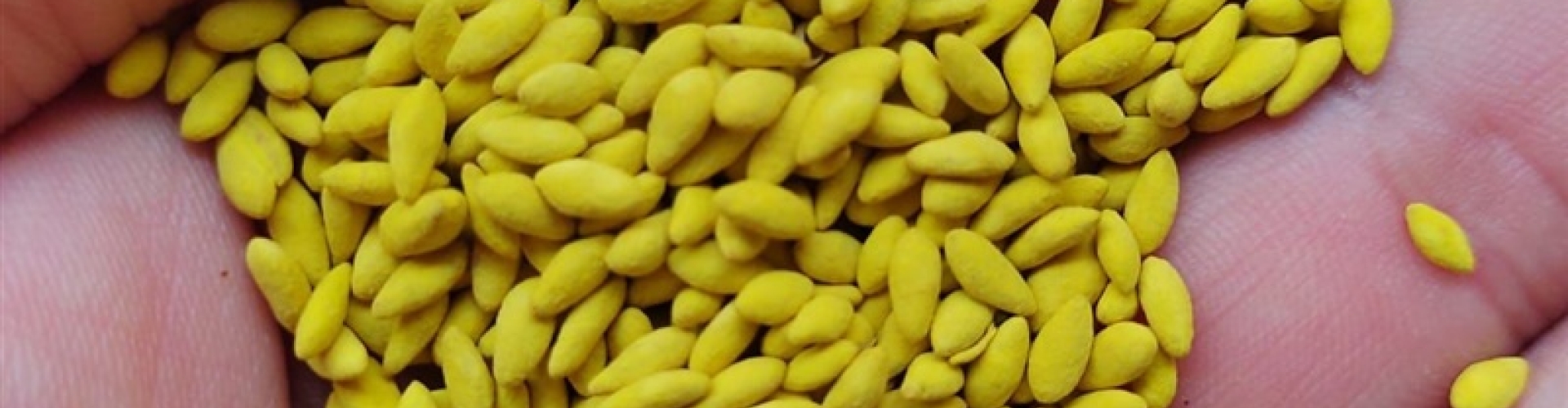 Tratamento Yellow Jacket® em sementes de forrageiras aumenta a produção de matéria seca e perfilhos, trazendo resultados positivos para o produtor.