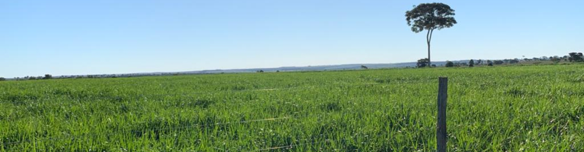 Brachiaria cv. Cayana em um campo, evidenciando a alta capacidade de perfilhamento e a qualidade da forragem.