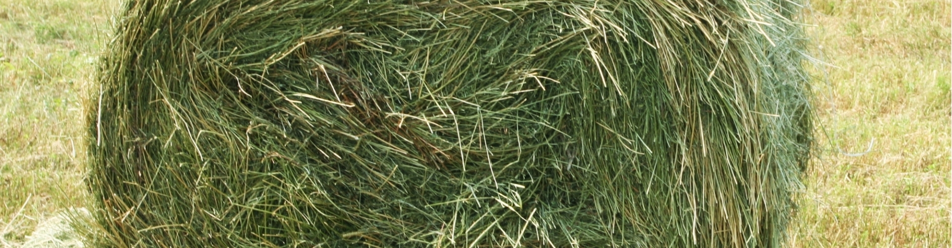 Produção de feno de capim: conheça as forrageiras mais indicadas, como Cynodon e Brachiaria, e os processos essenciais de fenação.