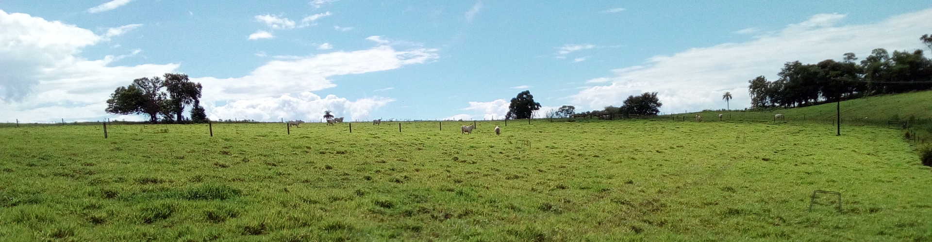 Produtora rural relata o excelente desempenho da Brachiaria híbrida cv. Mulato II durante o período de seca, mantendo a qualidade e nutrição animal.