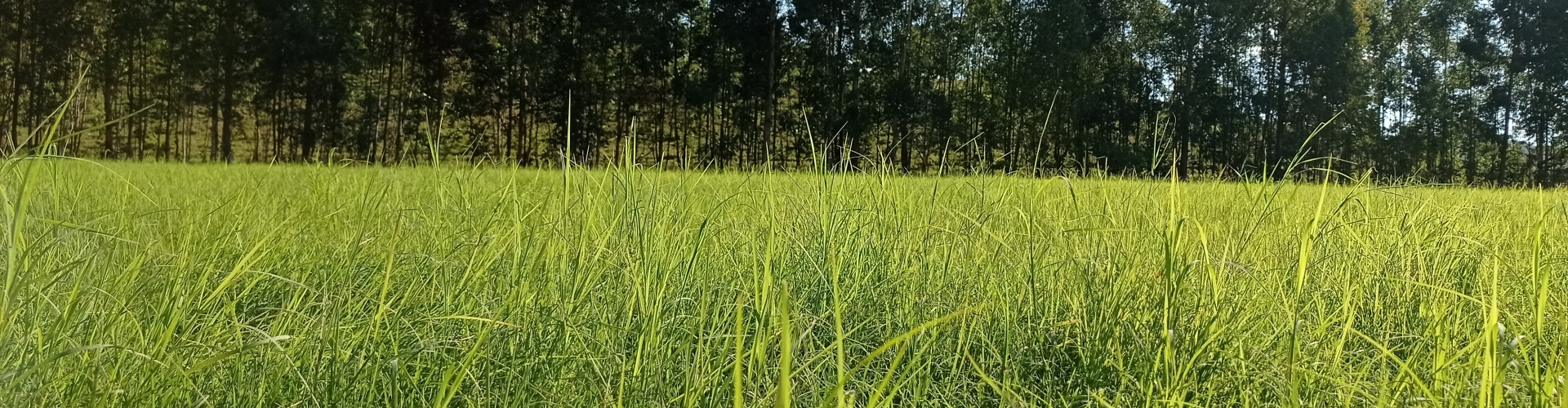 Produtores esclarecem dúvidas sobre o Cynodon dactylon Barenbrug, abordando vantagens, manejo e comparação com o Tifton 85.