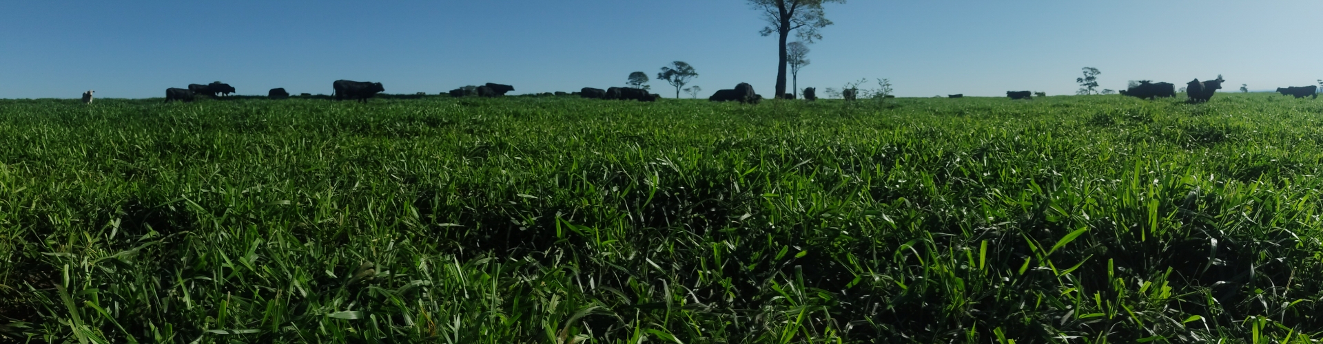 Cultivar Sabiá oferece alta proteína bruta em condições de pastagem.
