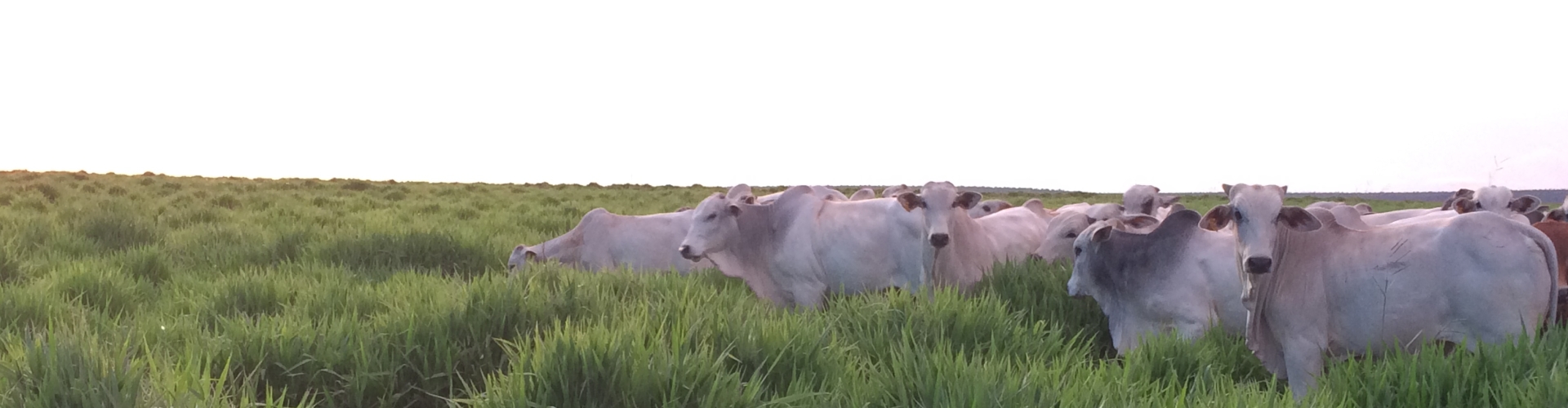 O Mulato II da Barenbrug apresenta maior produtividade animal e de soja em comparação ao cultivar concorrente, segundo estudo da COMIGO.
