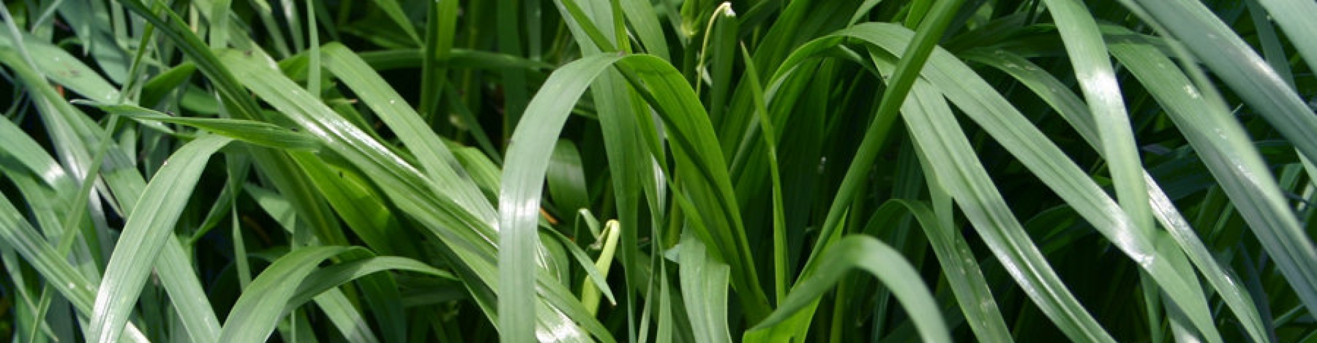 Etapas essenciais para o sucesso no estabelecimento de plantas forrageiras, do planejamento ao primeiro pastejo eficiente.