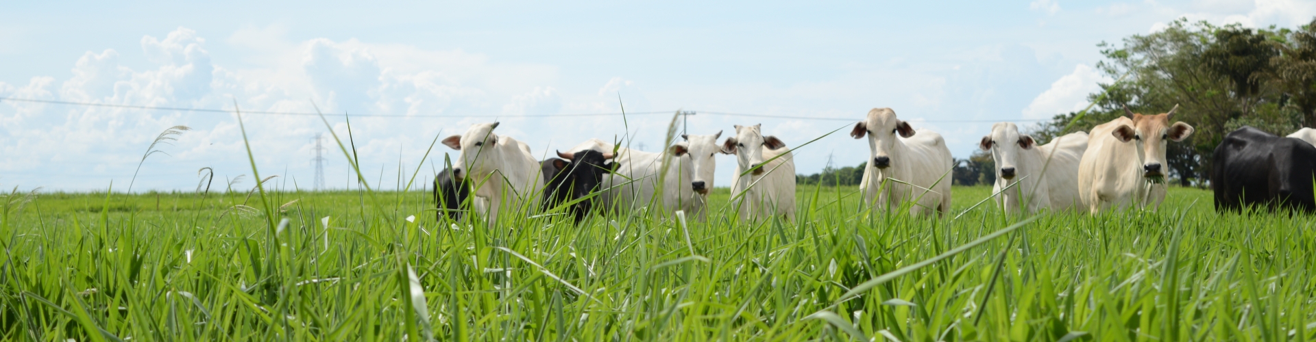 Forrageiras híbridas como o Cultivar Sabiá oferecem alta performance e rendimento animal em sistemas de pastejo.
