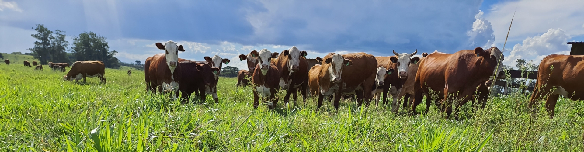 Saiba como manter alta produtividade em sua fazenda mesmo na estação seca com o Cultivar Sabiá