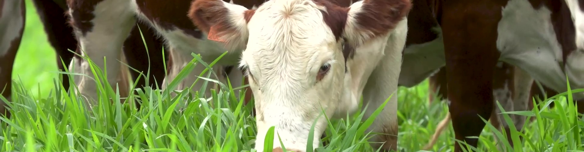 Agropecuarista de Mineiros (GO) antecipa em 40% o tempo de inserção de novilhas com a Brachiaria híbrida cv. Cayana, destacando rápida formação e alta produtividade.
