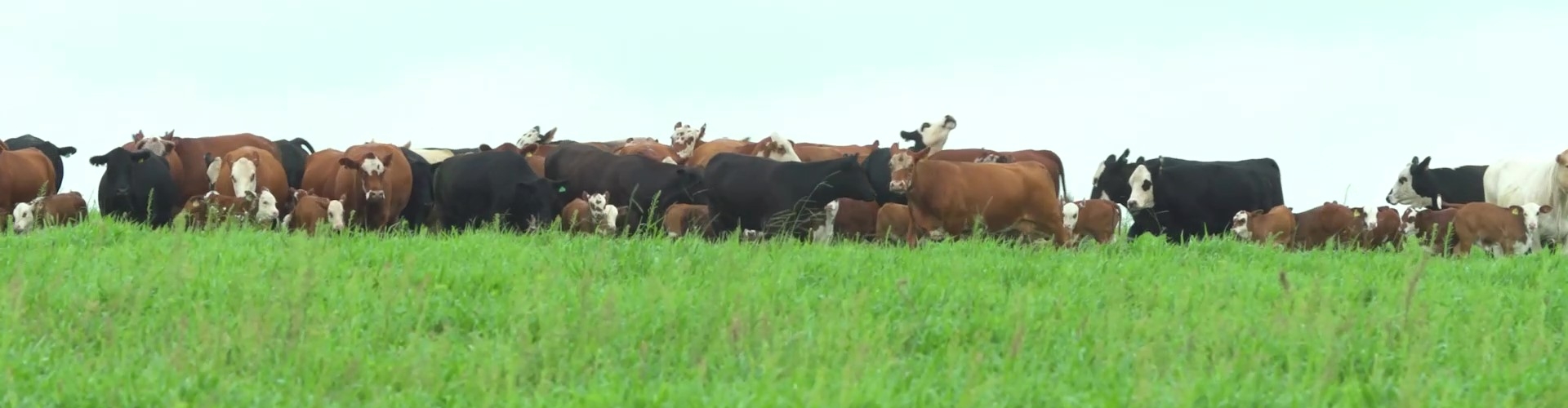 O Cultivar Sabiá surpreende em experimento de consórcio com milho, demonstrando alta produtividade e adaptabilidade para produção de silagem.