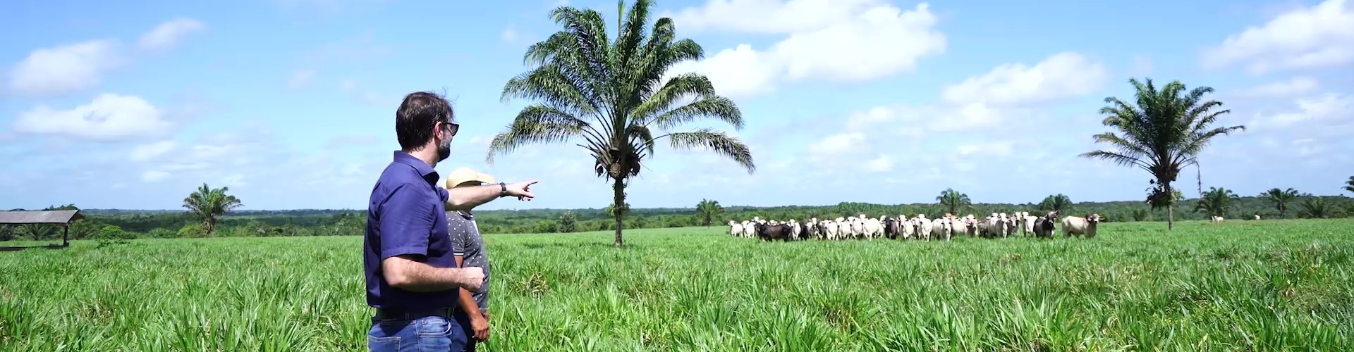 Descubra como a Família Ferri aumentou a produtividade com o uso de tecnologia na Fazenda Coxilha Grande, no Pará