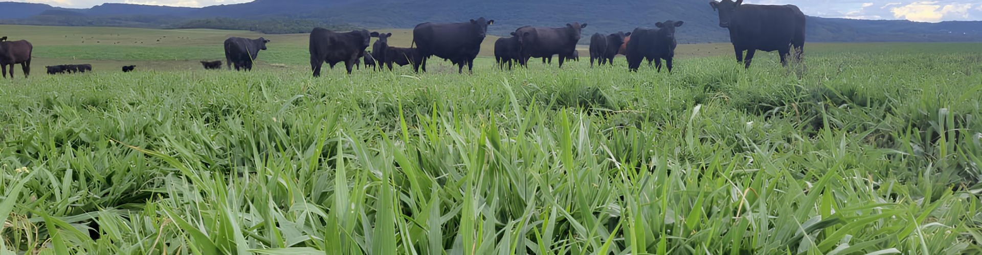 Desenvolvedor Tecnológico da Barenbrug explica o impacto positivo das Brachiarias híbridas na pecuária da região Sul, destacando sua resistência ao clima frio e sua contribuição para sistemas forrageiros mais produtivos.