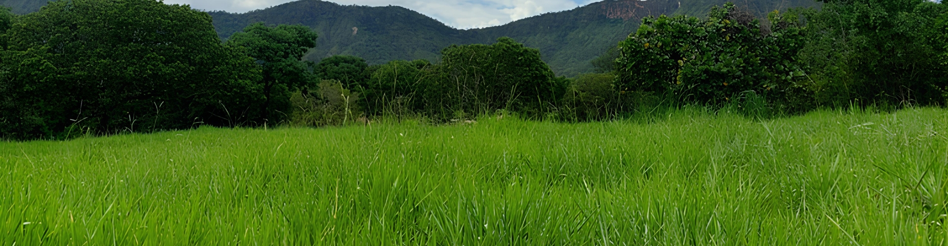 Brachiaria híbrida cv. Mulato II em fase de desenvolvimento radicular robusto em consórcio com crotalária.