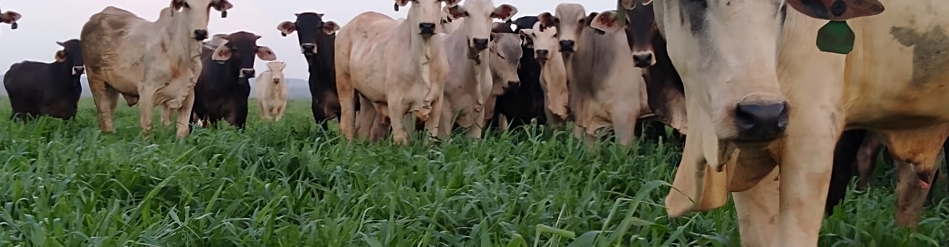 Vista de pastagem com Brachiarias híbridas em uma área de Sistema ILP no Rio Grande do Sul, mostrando o desenvolvimento robusto das plantas.