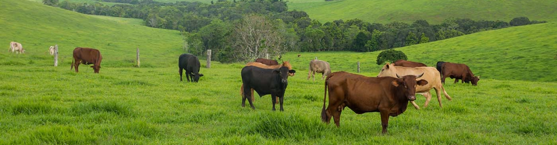 Perguntas frequentes sobre a implantação de pastagens, abordando desde o planejamento inicial, escolha da forrageira, métodos de semeadura, até o manejo de pragas e plantas invasoras, garantindo uma implantação eficiente e produtiva.
