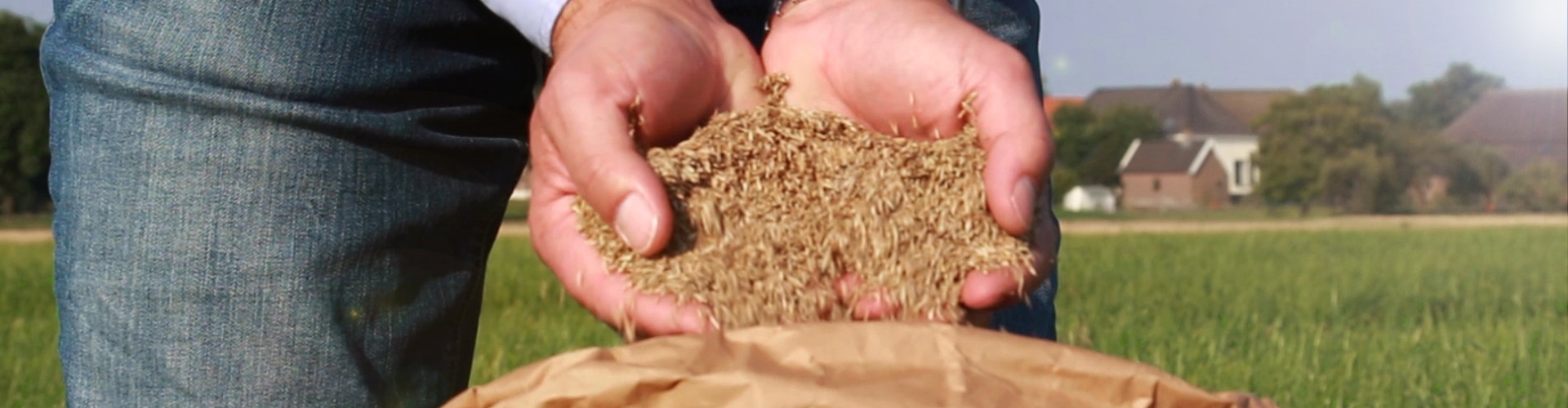 Capim de rápido crescimento, adequado para pastejo rotativo, proporcionando boa conversão alimentar e suporte animal.