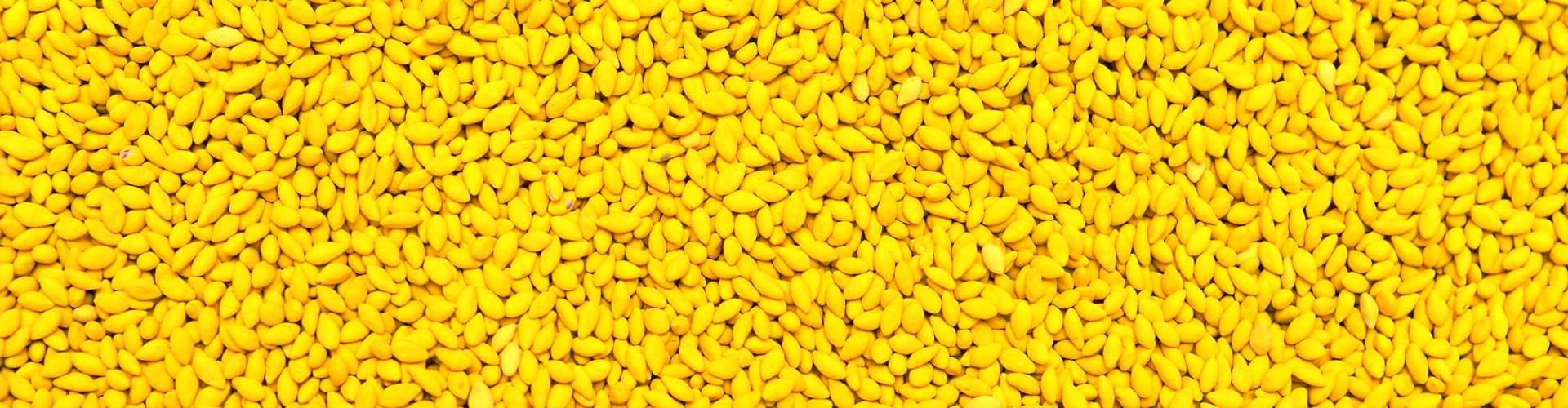 Explicação sobre a qualidade das sementes forrageiras de safras passadas e como garantir o sucesso no estabelecimento de pastagens.