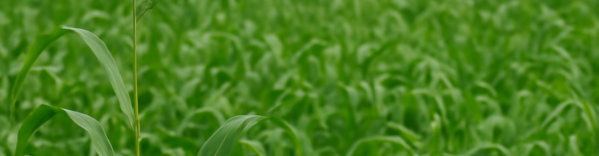 Agricultura Regenerativa: Solo Vivo, Produção Sustentável e o Futuro do Agro