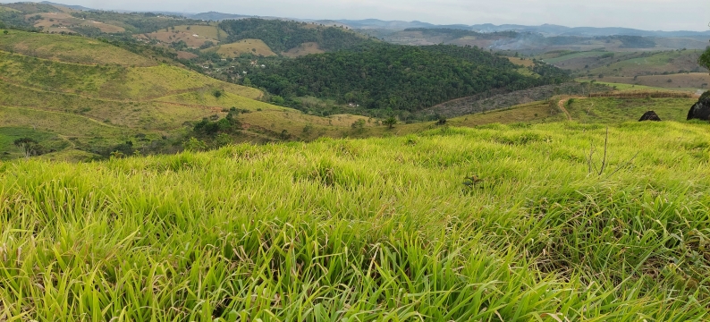 Brachiaria Híbrida cv. Mulato II: Confiança e Resultado