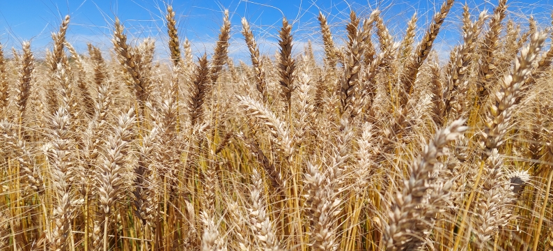 Cultivar de Trigo BAR 20: Equilíbrio e Resistência