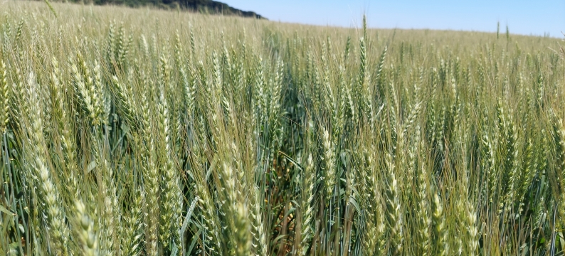 Cultivar de Trigo BAR 10: Versatilidade e Rendimento