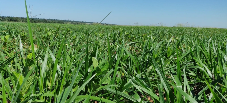 BARMIX Agri Barenbrug: Segurança e Sustentabilidade