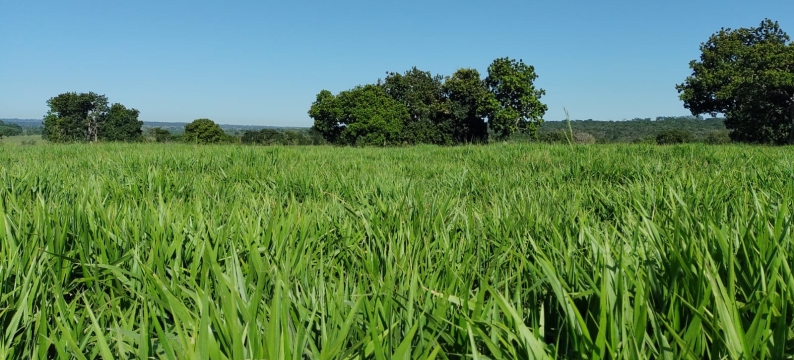 Brachiaria híbrida cv. Sabiá: a solução forrageira desenvolvida geneticamente pela Barenbrug