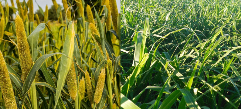 BARMIX ILP: Fusão Perfeita entre Cobertura Vegetal e Pastejo