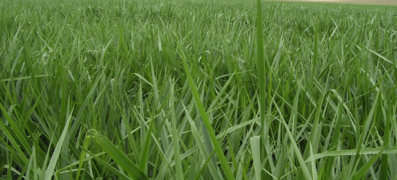 Brachiaria brizantha cv. BRS Piatã: Nutrição superior, desempenho garantido.