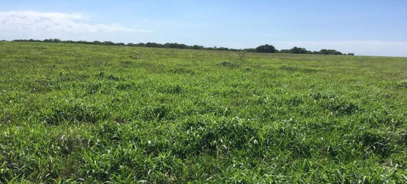 Marandu Barenbrug: veja os destaques da brachiaria de elevada produção