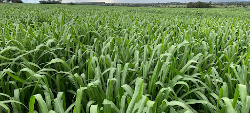 Panicum Mombaça: Potencial máximo para sua produção, qualidade no pasto e sucesso no campo.