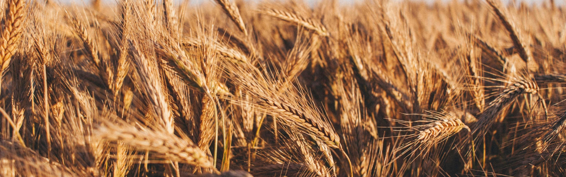 Desenvolvemos a genética, você colhe os resultados no campo