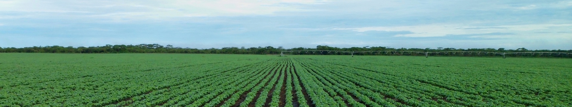  A Barenbrug potencializa a agricultura ao oferecer sementes de forrageiras de alta qualidade, promovendo produtividade sustentável e eficiência no manejo de pastagens