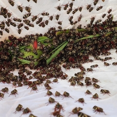 Imagem de cigarrinha-das-pastagens em pasto forrageiro atacando plantas, com soluções Barenbrug para controle e resistência.