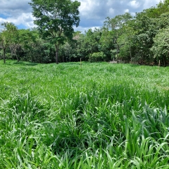 Cultivares Cayana e Sabiá da Barenbrug do Brasil impressionam em estudo da UFS pela adaptação e preferência dos animais em condições de seca.