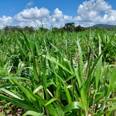 Variedades de capim indicadas para diferentes tipos de produção rural, com destaque para equinos, gado de corte e leite