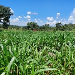 Cultivar Sabiá intensifica a pecuária em Guaíra (SP) no sistema ILP com consórcio de milho e tratamento Yellow Jacket®.