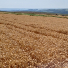 Campo de trigo com cultivares da Barenbrug em destaque, representando a expansão da empresa no mercado brasileiro de trigo.