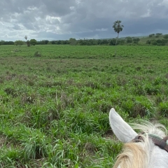 Respostas às dúvidas mais comuns sobre o cultivo e manejo da Brachiaria híbrida cv. Mulato II, forrageira recomendada para solos de média a alta fertilidade.