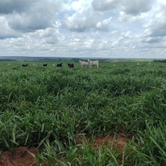 Pecuarista do Mato Grosso utiliza Brachiaria híbrida cv. Mulato II há seis anos com ótimos resultados em produtividade e renovação de pasto.