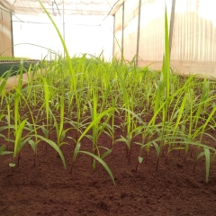  Sementes forrageiras de alta qualidade garantem pastagens produtivas e seguras para o produtor rural, com controle rigoroso da Barenbrug.
