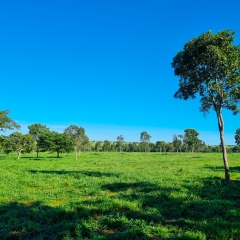 Diferença entre forrageiras dos gêneros Panicum e Brachiaria para produção pecuária, com opções de cultivares da Barenbrug.